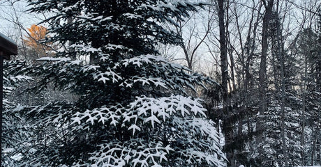 Regina Winter Deck Repairs: What We Can Fix Before Spring Rush