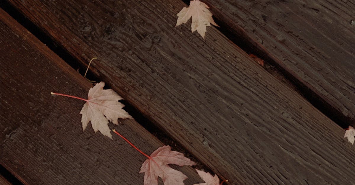 Canadian Guide to Deck Maintenance for Fall: Pro Tips from Regina & Saskatoon Experts