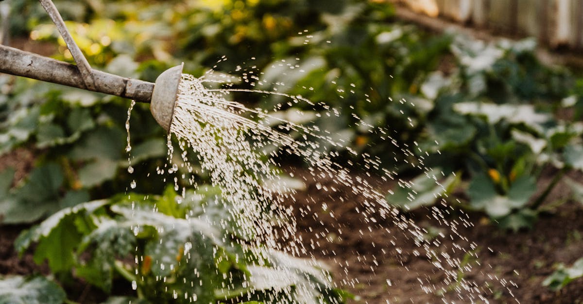 How to Use Pressure Sprayers for Effortless Fence, Deck, and Patio Maintenance in Canada