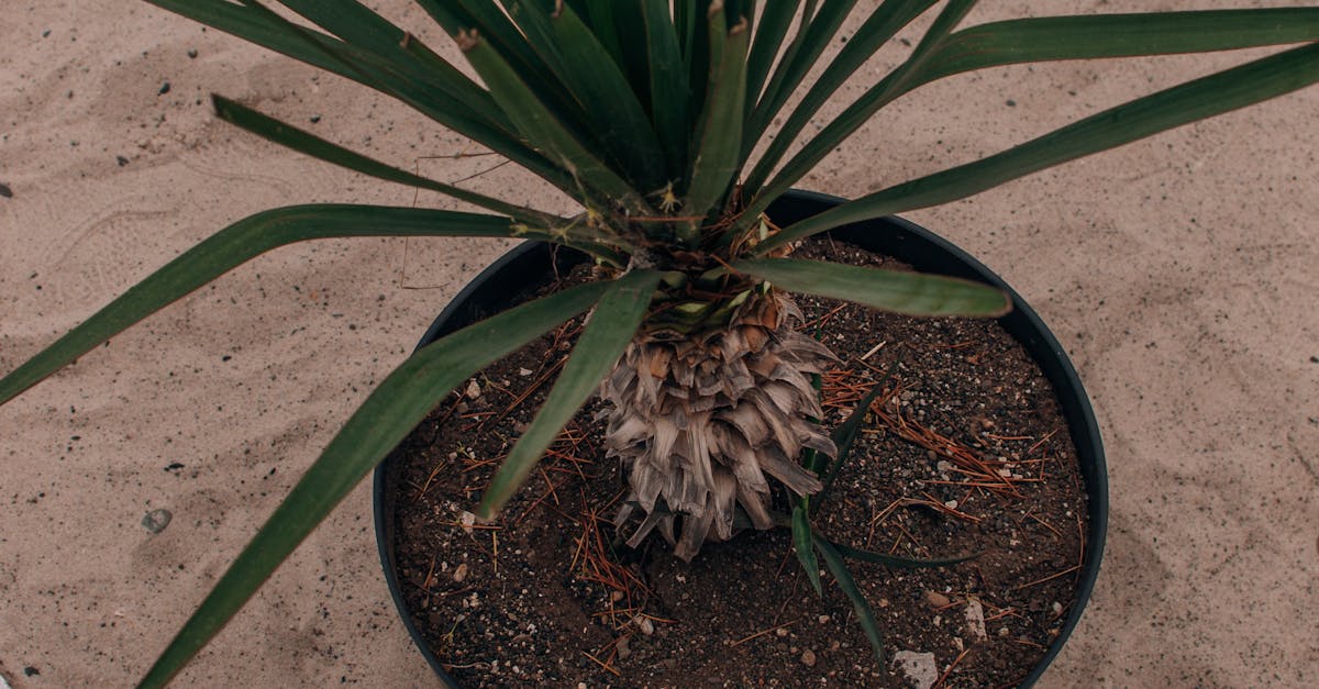 Techniseal Urban Grey vs Smart Sand: Which Polymeric Sand for Prairie Freeze–Thaw?